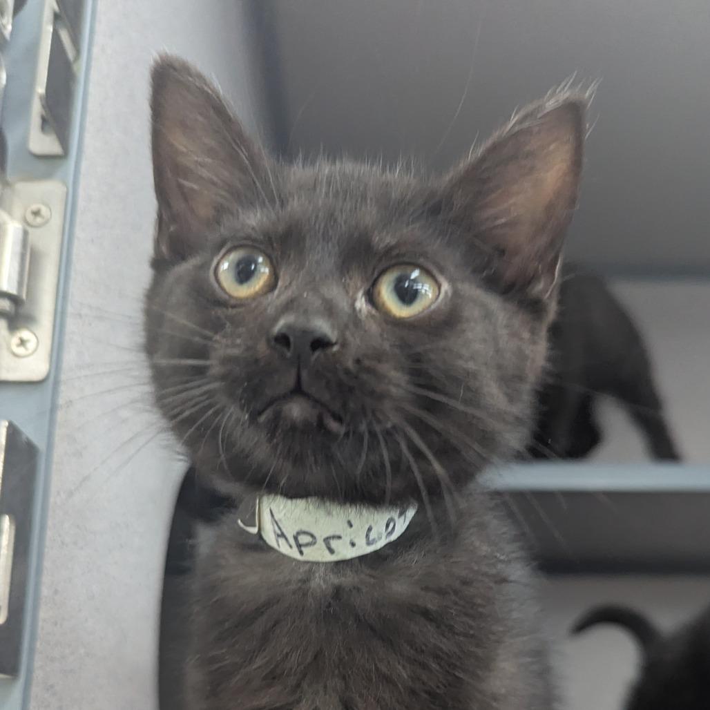 Enlarge Apricot Archie, a Adoptable Domestic Short Hair in Evansville, IN image 1/1