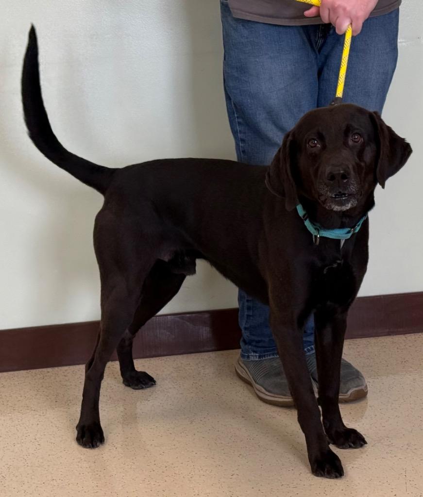 Abe, an adopted mixed breed in Amery, WI image 3/3