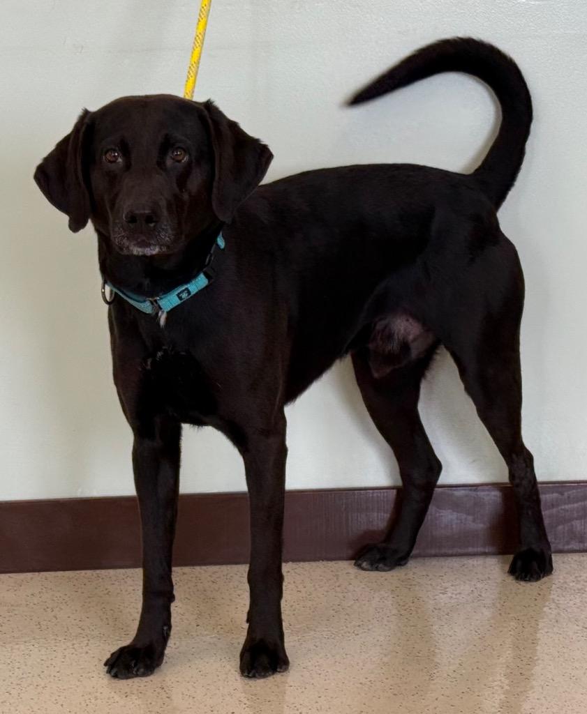 Abe, an adopted mixed breed in Amery, WI image 2/3