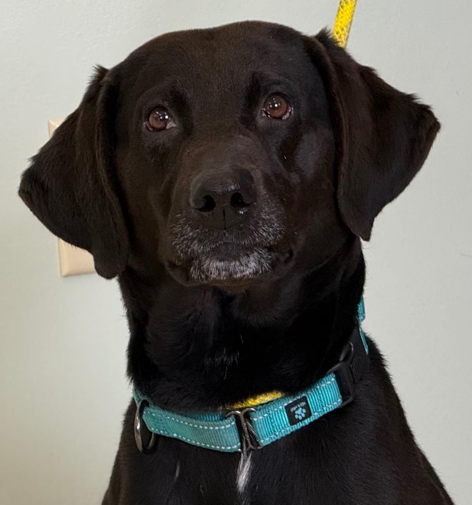 Abe, adopted, Adult Male Black Labrador Retriever & Hound.