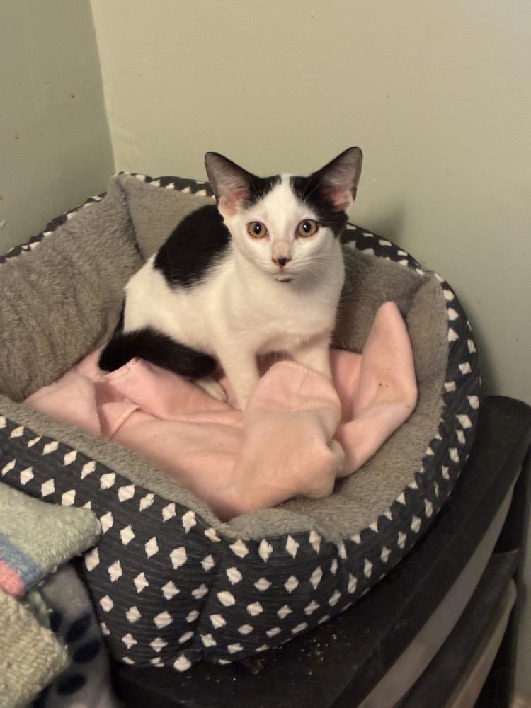 Marvelous Moo Moo, Adoptable, Kitten Female Domestic Short Hair.