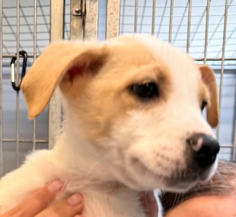 Enlarge Cider, a Adoptable mixed breed in Kodiak, AK image 1/1