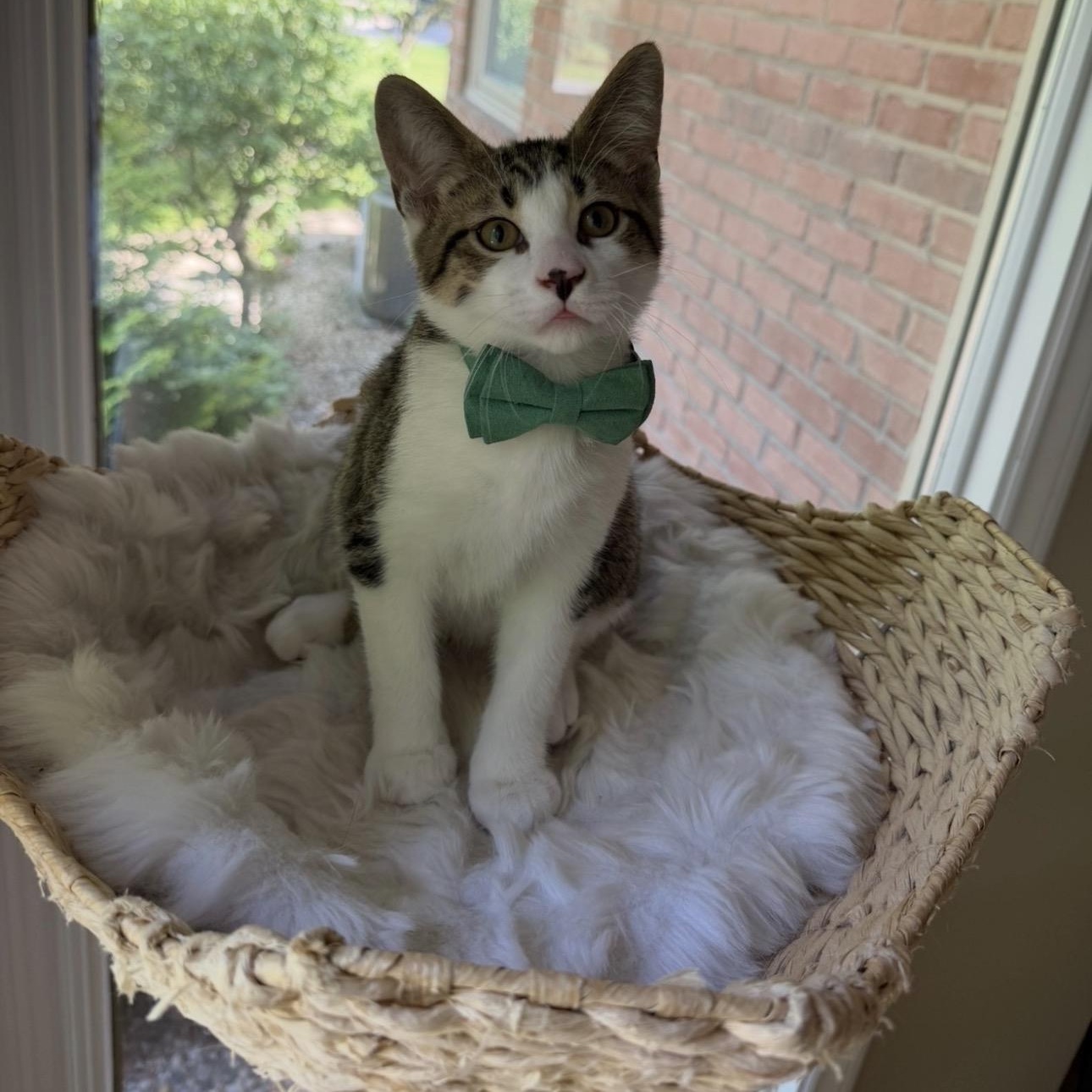 Enlarge Jason, a Adoptable mixed breed in Rochester Hills, MI image 1/6