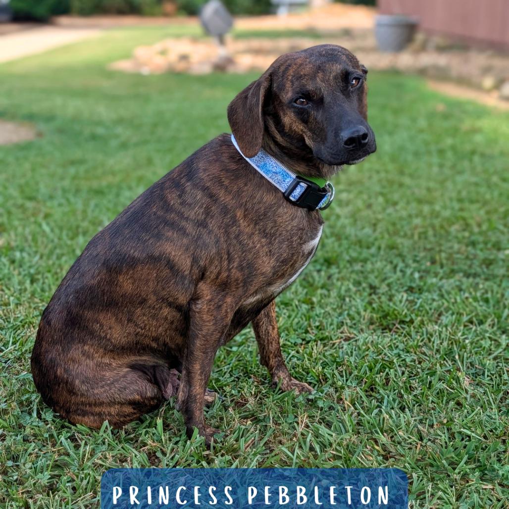 Princess Pebbleton 06-0304, Adoptable, Adult Female Plott Hound & Mixed Breed.