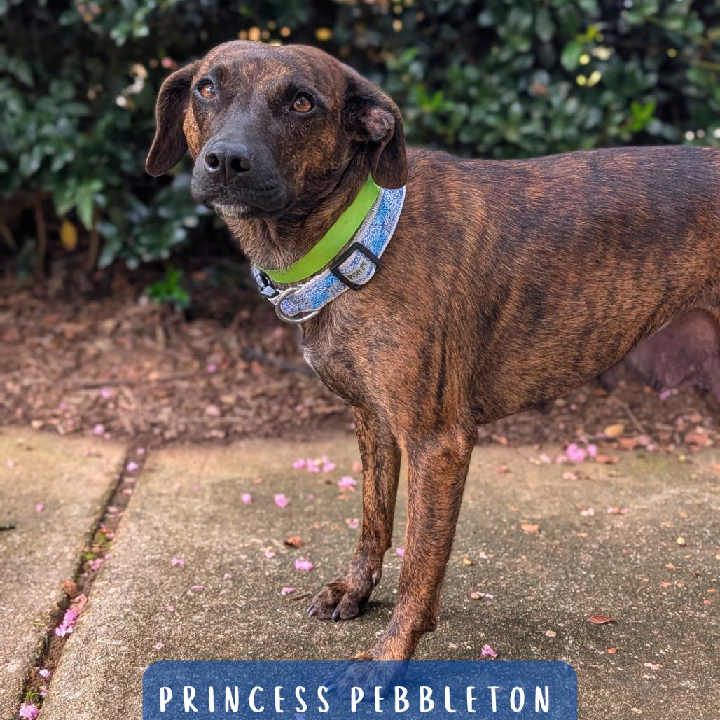 Enlarge Princess Pebbleton 06-0304, a Adoptable mixed breed in Tyrone, GA image 2/6