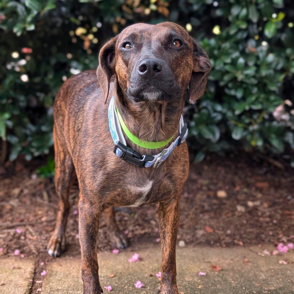 Enlarge Princess Pebbleton 06-0304, a Adoptable mixed breed in Tyrone, GA image 3/6