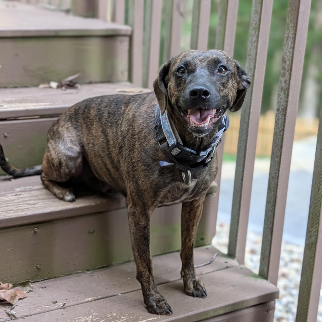 Enlarge Princess Pebbleton 06-0304, a Adoptable mixed breed in Tyrone, GA image 4/6
