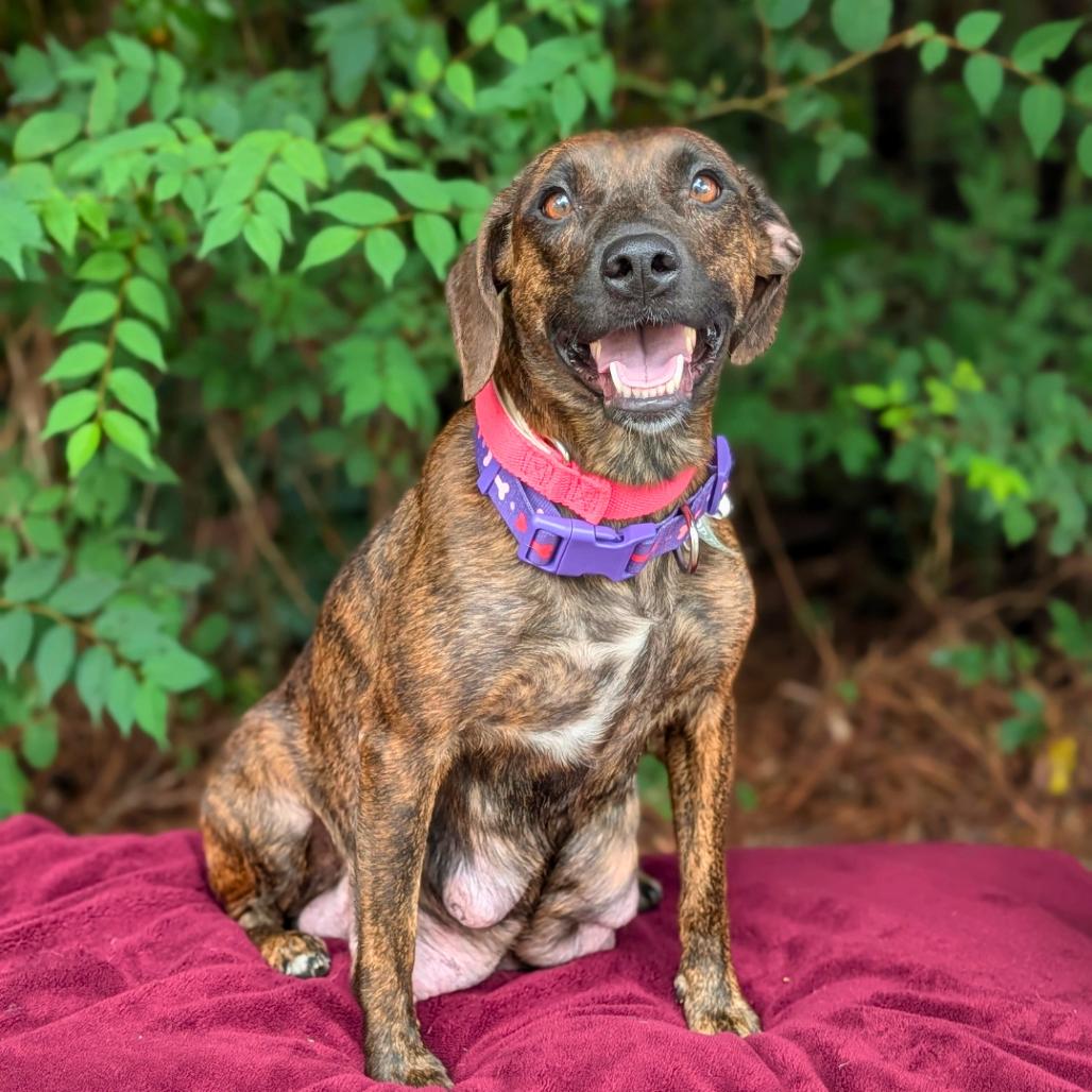 Enlarge Princess Pebbleton 06-0304, a Adoptable mixed breed in Tyrone, GA image 5/6