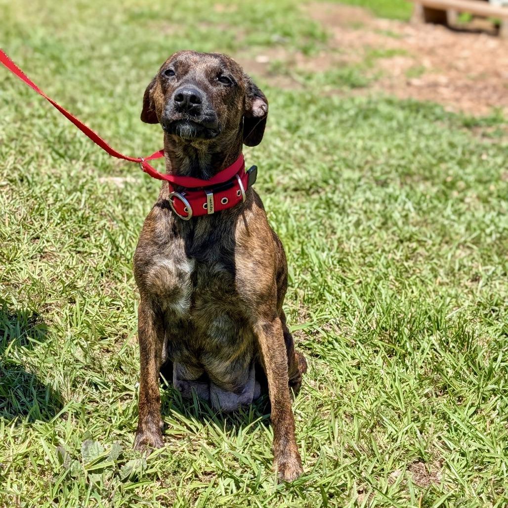 Enlarge Princess Pebbleton 06-0304, a Adoptable mixed breed in Tyrone, GA image 6/6