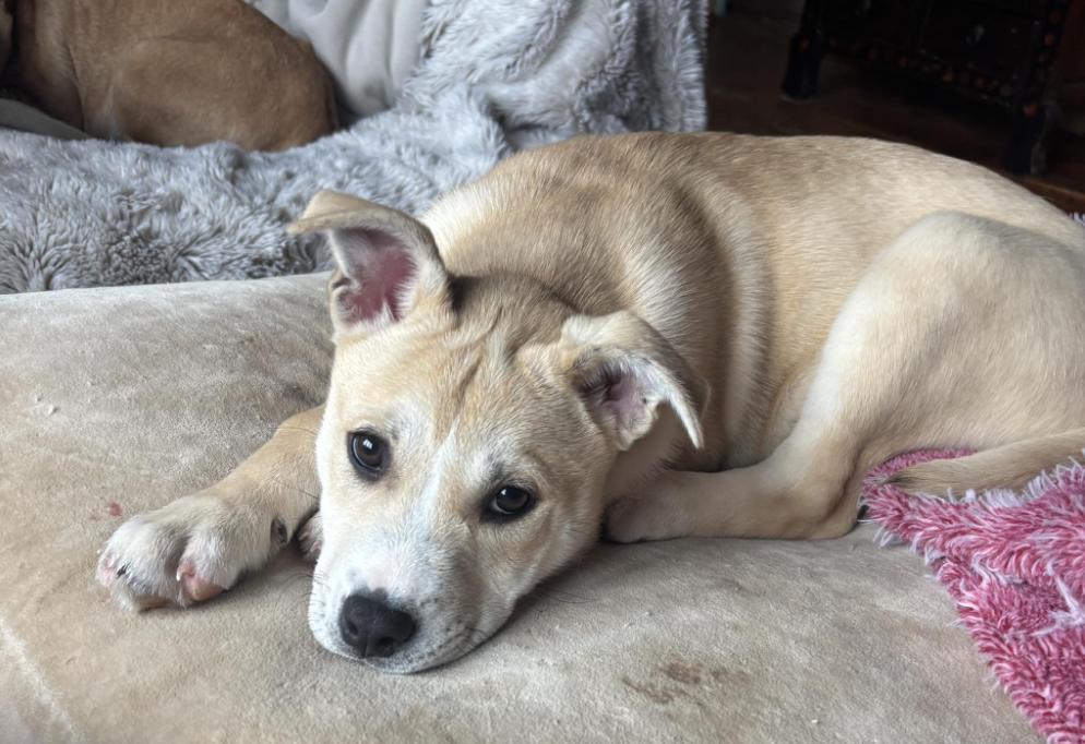 Enlarge Cupid, a Adoptable mixed breed in Middletown, CT image 1/6