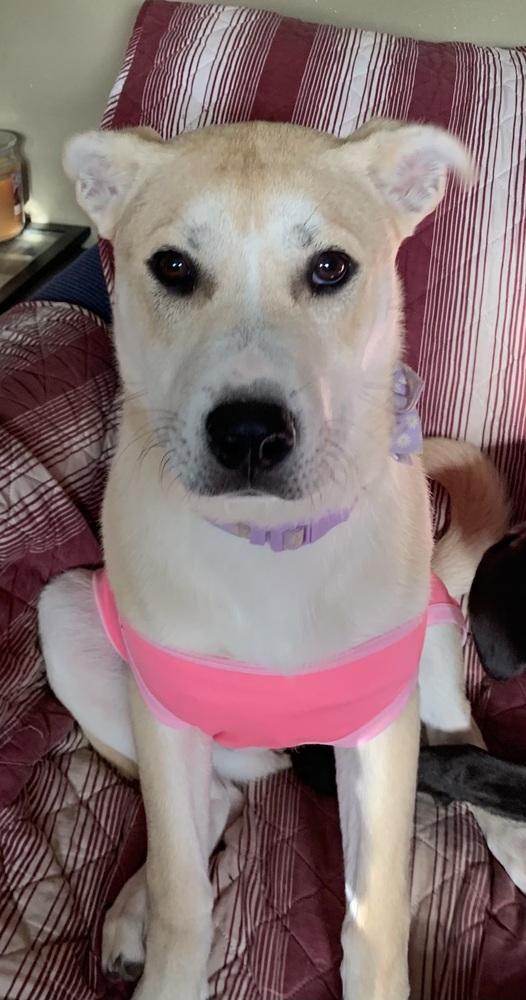 Enlarge Cupid, a Adoptable mixed breed in Middletown, CT image 3/6