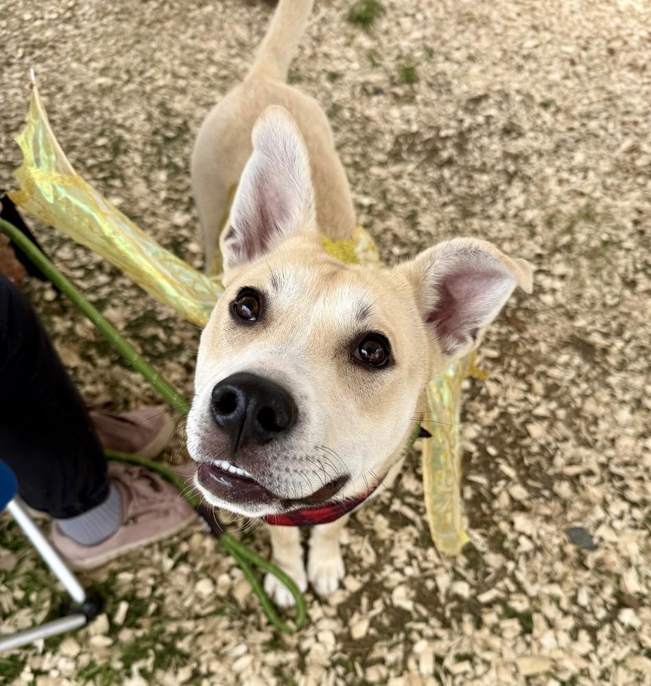 Cupid, a Adoptable mixed breed in Middletown, CT image 3/6