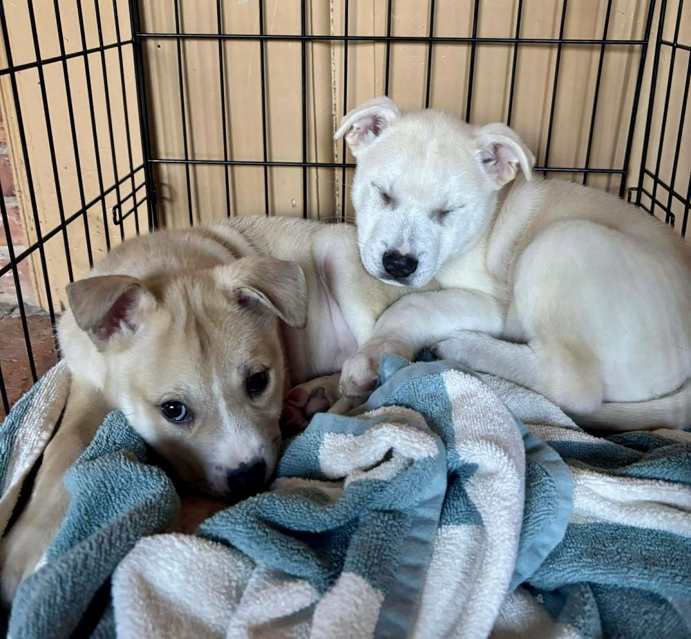 Cupid, a Adoptable mixed breed in Middletown, CT image 3/6