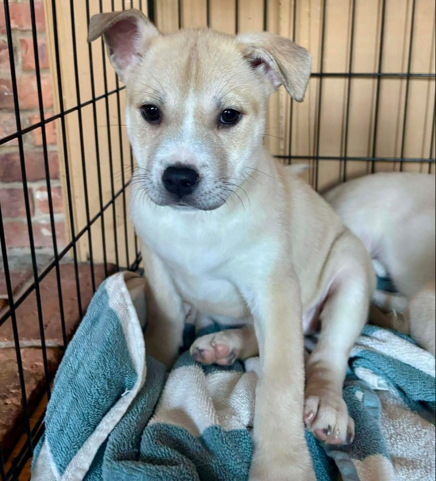 Cupid, a Adoptable mixed breed in Middletown, CT image 4/6