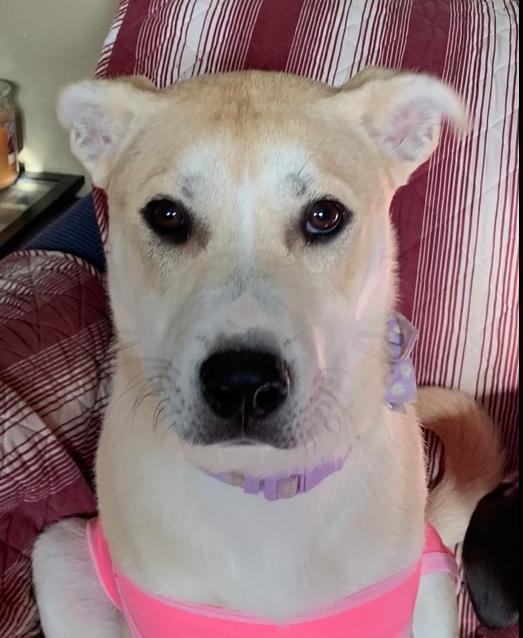 Cupid, a Adoptable mixed breed in Middletown, CT image 5/6