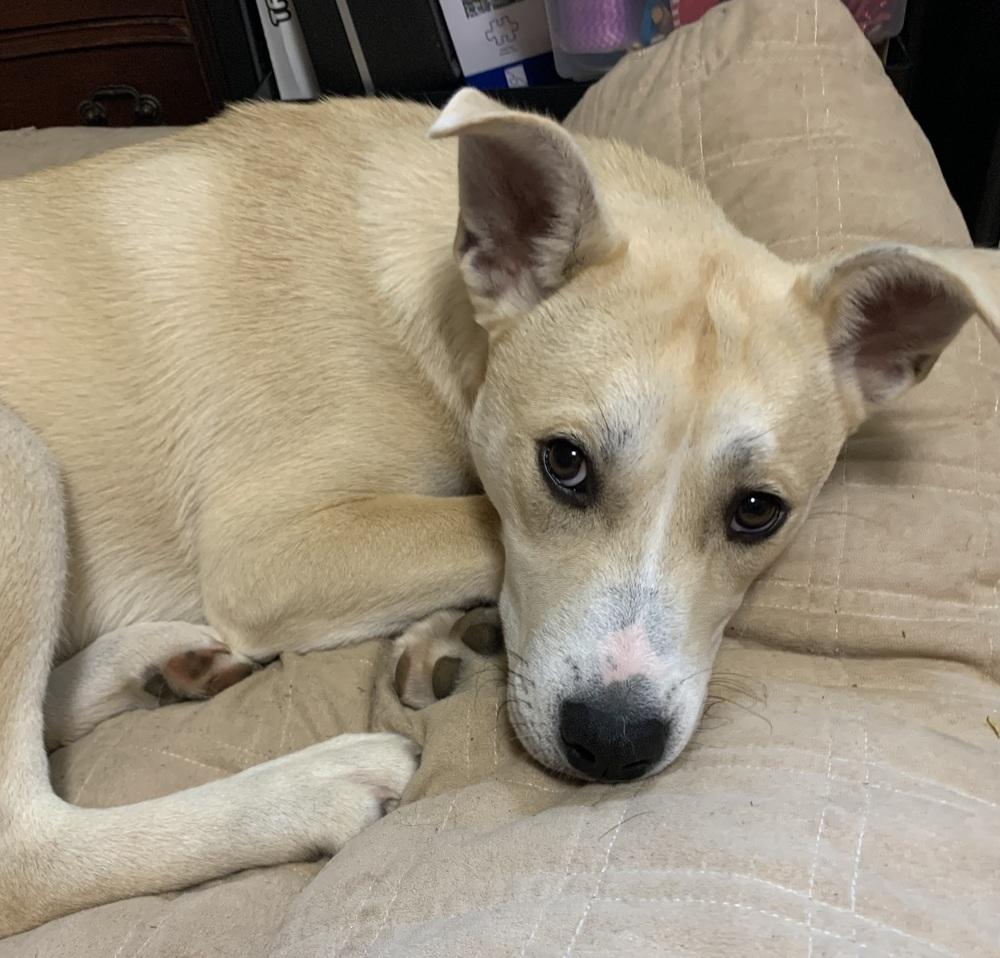 Enlarge Cupid, a Adoptable mixed breed in Middletown, CT image 6/6