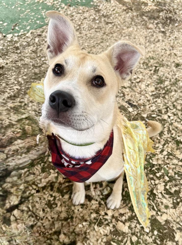 Cupid, a Adoptable mixed breed in Middletown, CT image 6/6