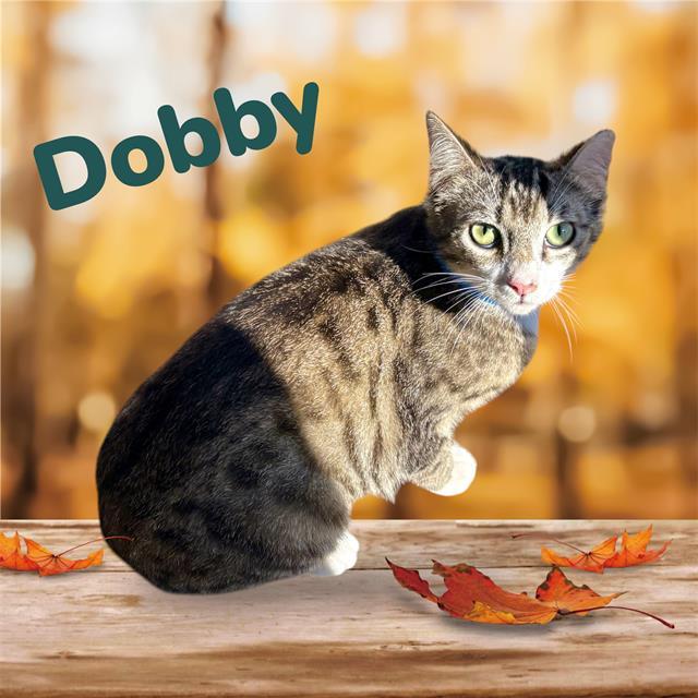 DOBBY, Adoptable, Young Male Domestic Short Hair & Domestic Short Hair.