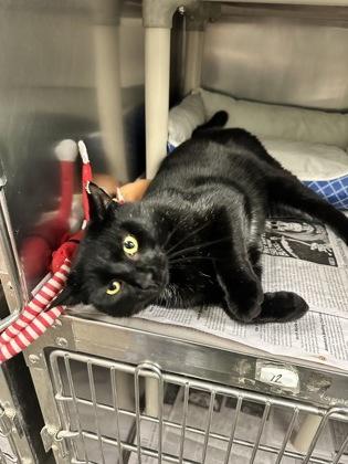 Enlarge Walter, an adoptable Domestic Short Hair in North Myrtle Beach, SC image 2/6