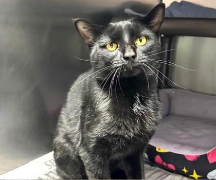 Walter, adoptable, Adult Male Domestic Short Hair.