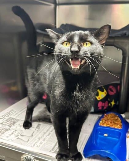 Enlarge Walter, an adoptable Domestic Short Hair in North Myrtle Beach, SC image 4/6