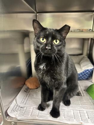 Enlarge Walter, an adoptable Domestic Short Hair in North Myrtle Beach, SC image 5/6