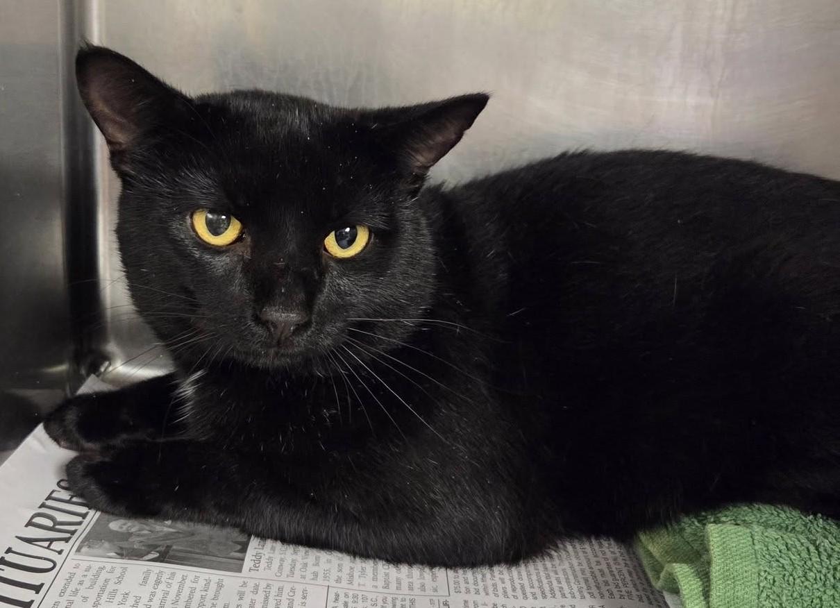 Enlarge Walter, an adoptable Domestic Short Hair in North Myrtle Beach, SC image 6/6