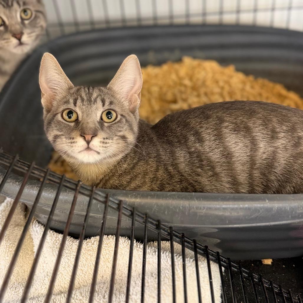 Venture, Adoptable, Kitten Male Domestic Short Hair.