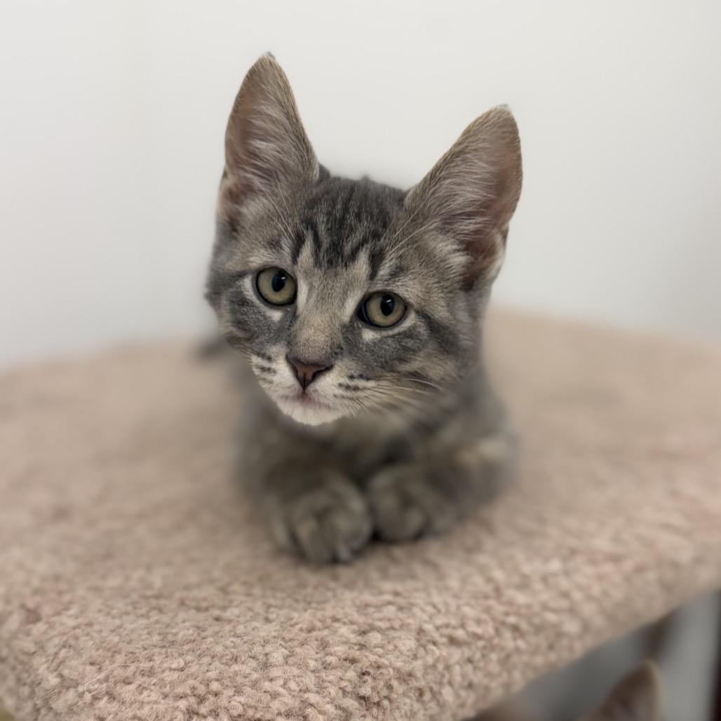 Enlarge Venture, a Adoptable Domestic Short Hair in Portage, MI image 2/2