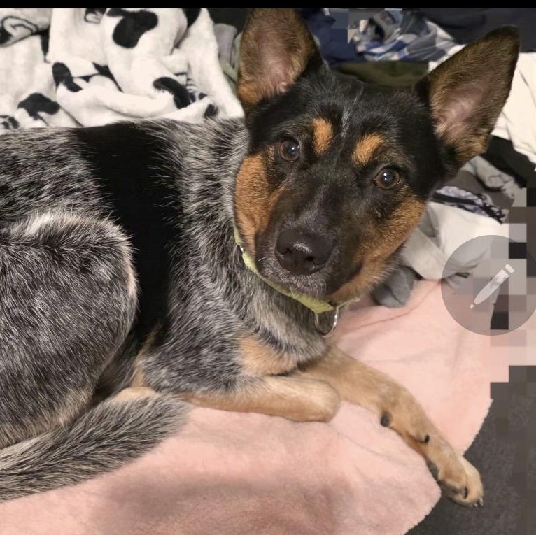 Enlarge Bluey, a Adoptable mixed breed in Denver, CO image 5/6