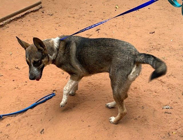 Enlarge Nala, a Adoptable mixed breed in Crescent, OK image 1/3