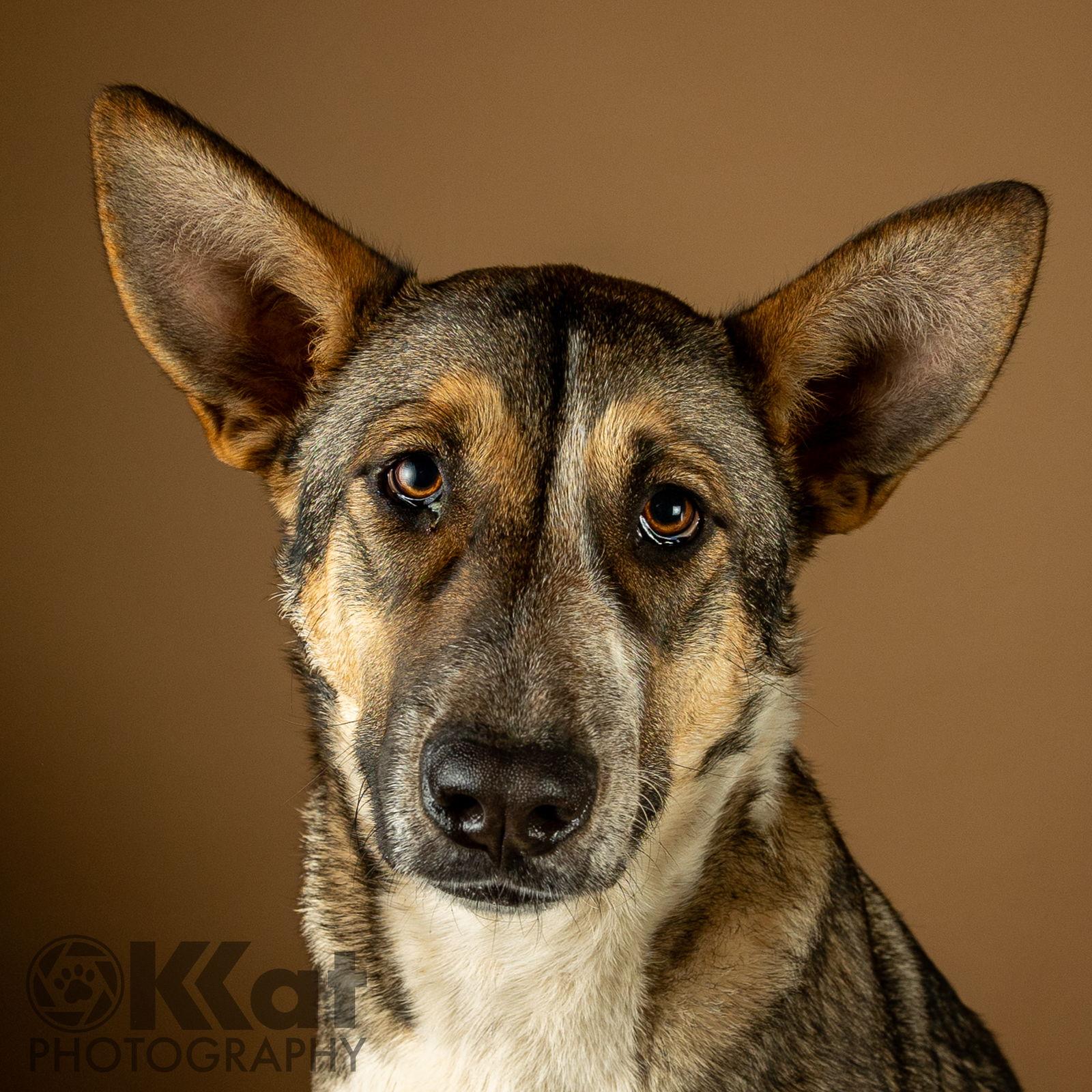 Enlarge Nala, a Adoptable mixed breed in Crescent, OK image 2/3