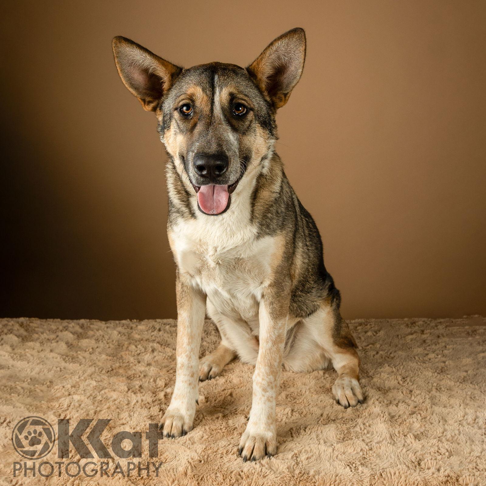 Enlarge Nala, a Adoptable mixed breed in Crescent, OK image 3/3