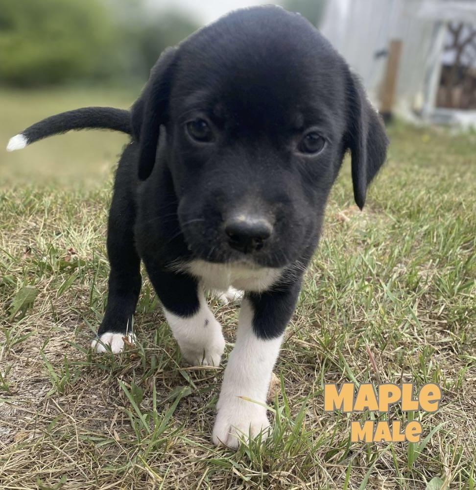 Maple, an adoptable Labrador Retriever, Husky in Winnipeg, MB, R2C 1P2 | Photo Image 2