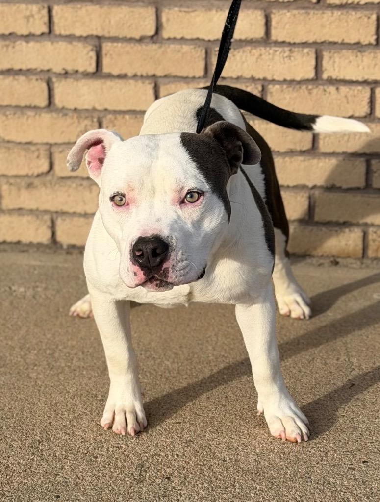Otis, ADOPTABLE, Young Male Pit Bull Terrier.
