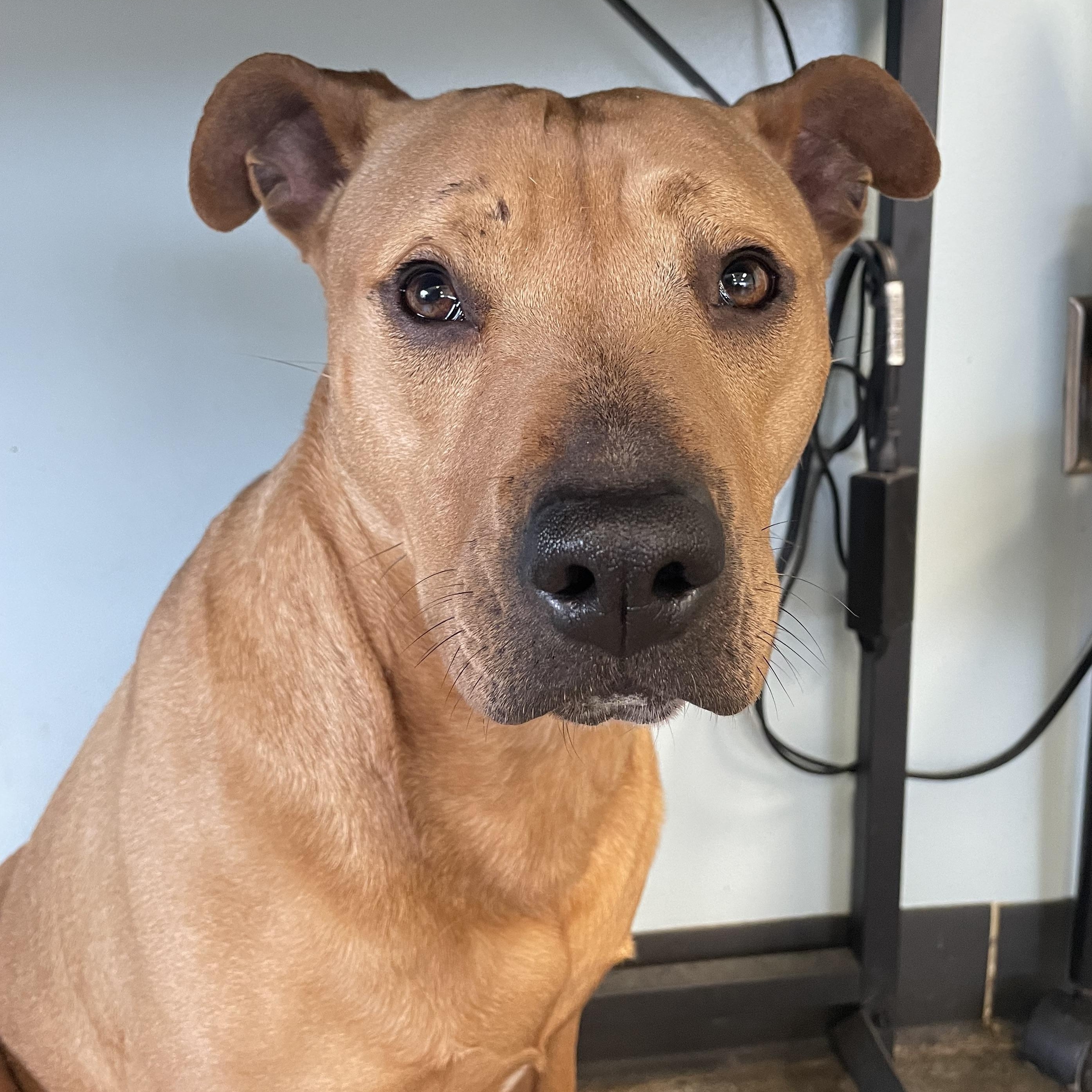 Nova, a ADOPTABLE mixed breed in Mishawaka, IN image 3/4