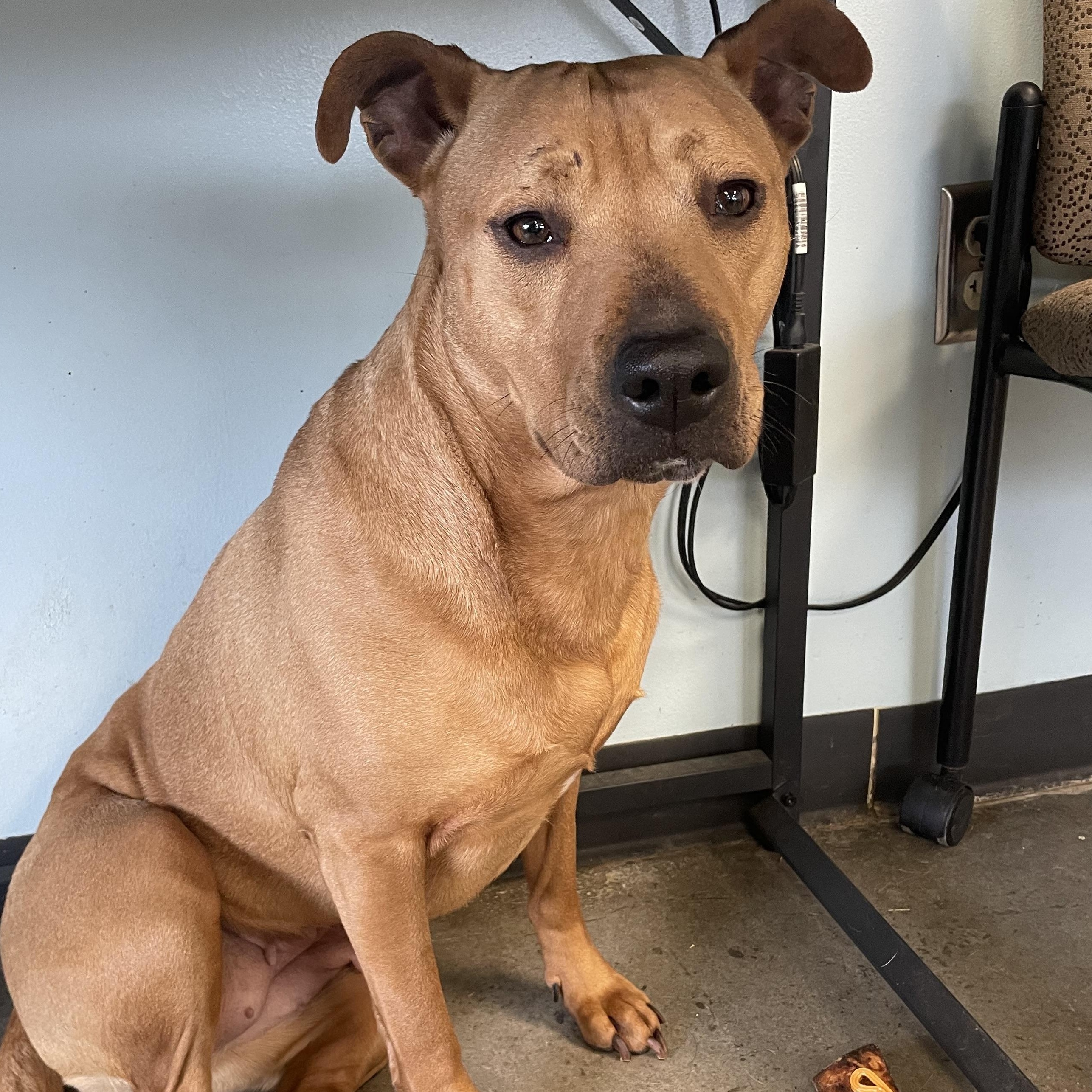 Nova, a ADOPTABLE mixed breed in Mishawaka, IN image 2/4