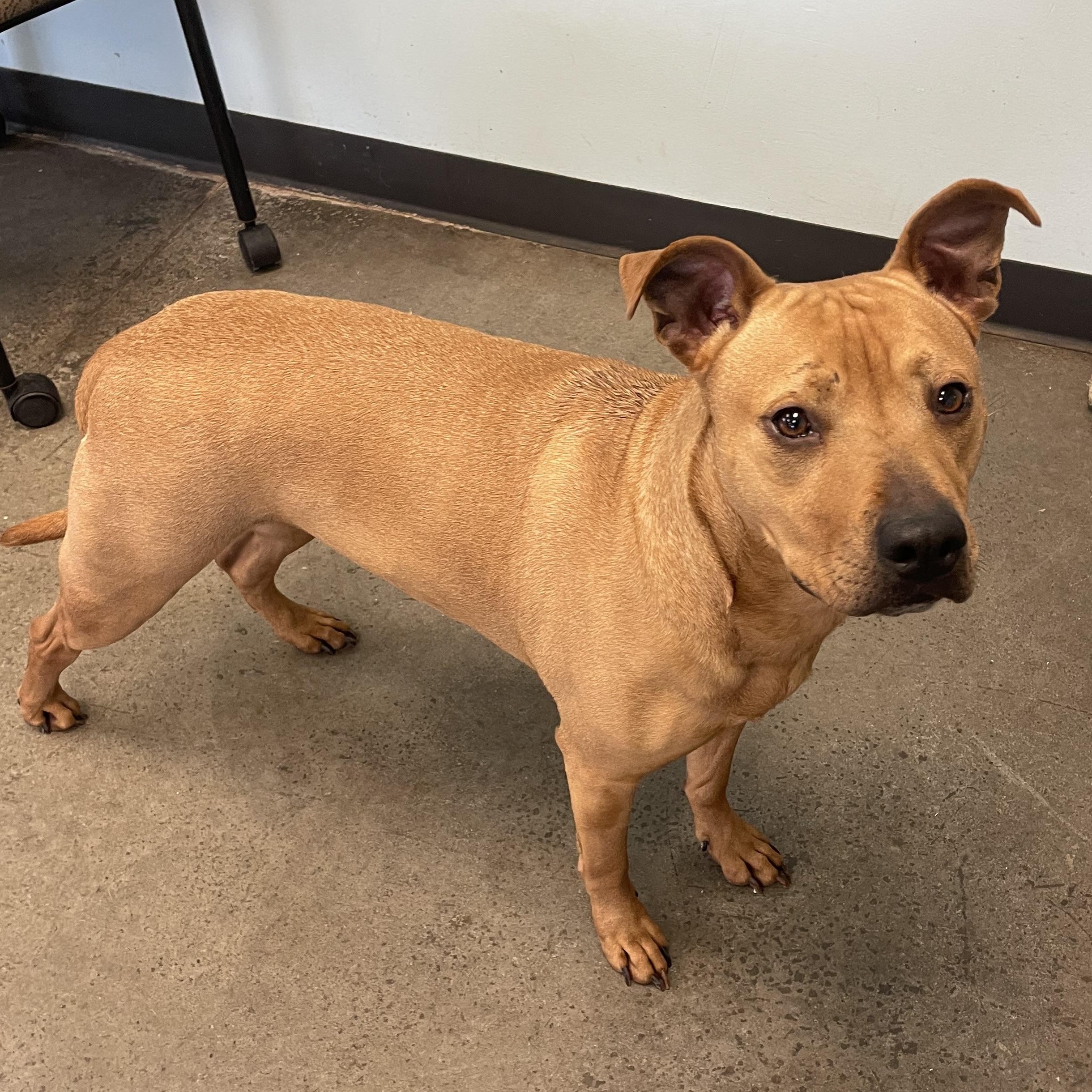 Nova, a ADOPTABLE mixed breed in Mishawaka, IN image 4/4