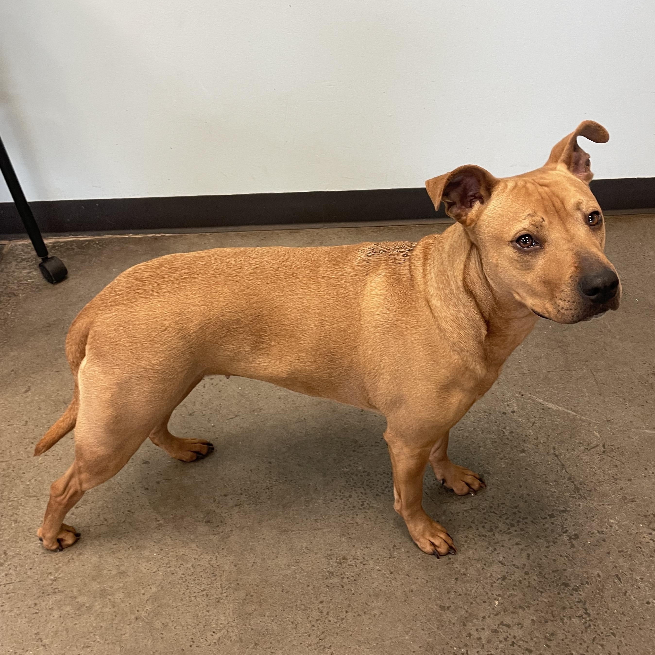 Nova, ADOPTABLE, Adult Female Mixed Breed.