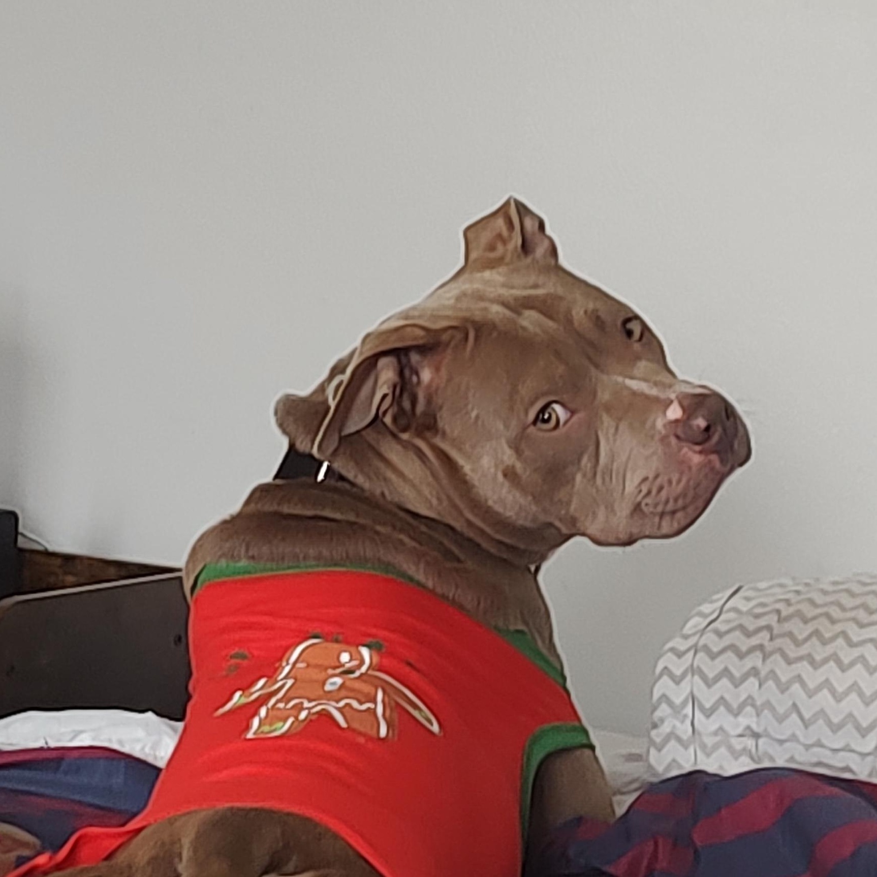 Harriet Potter, Adoptable, Adult Female Pit Bull Terrier.