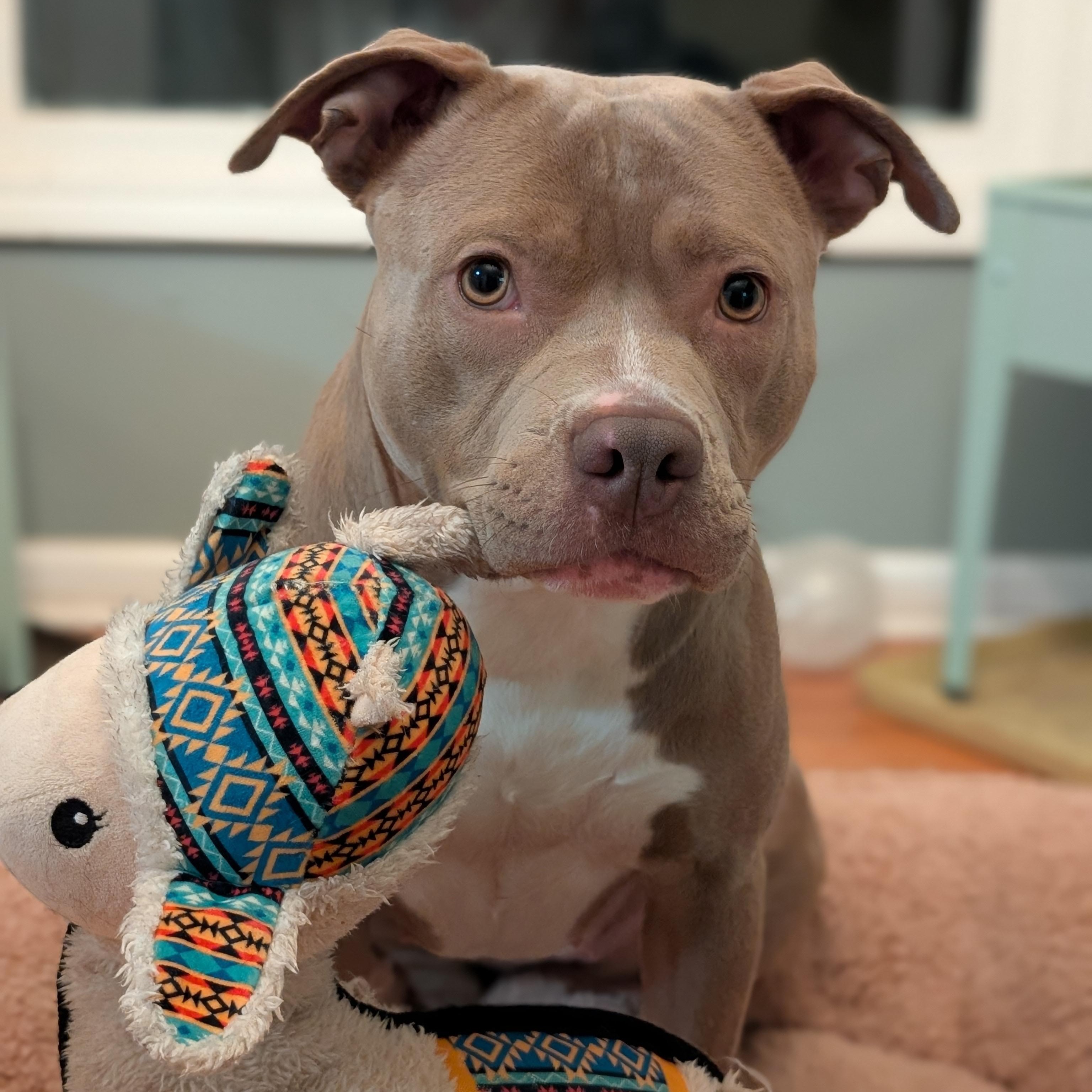 Enlarge Harriet Potter, a Adoptable Pit Bull Terrier in Westchester, IL image 1/6