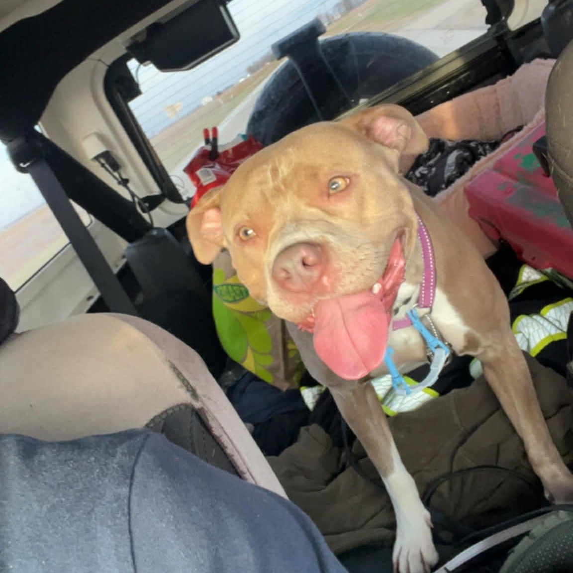 Enlarge Harriet Potter, a Adoptable Pit Bull Terrier in Westchester, IL image 2/6