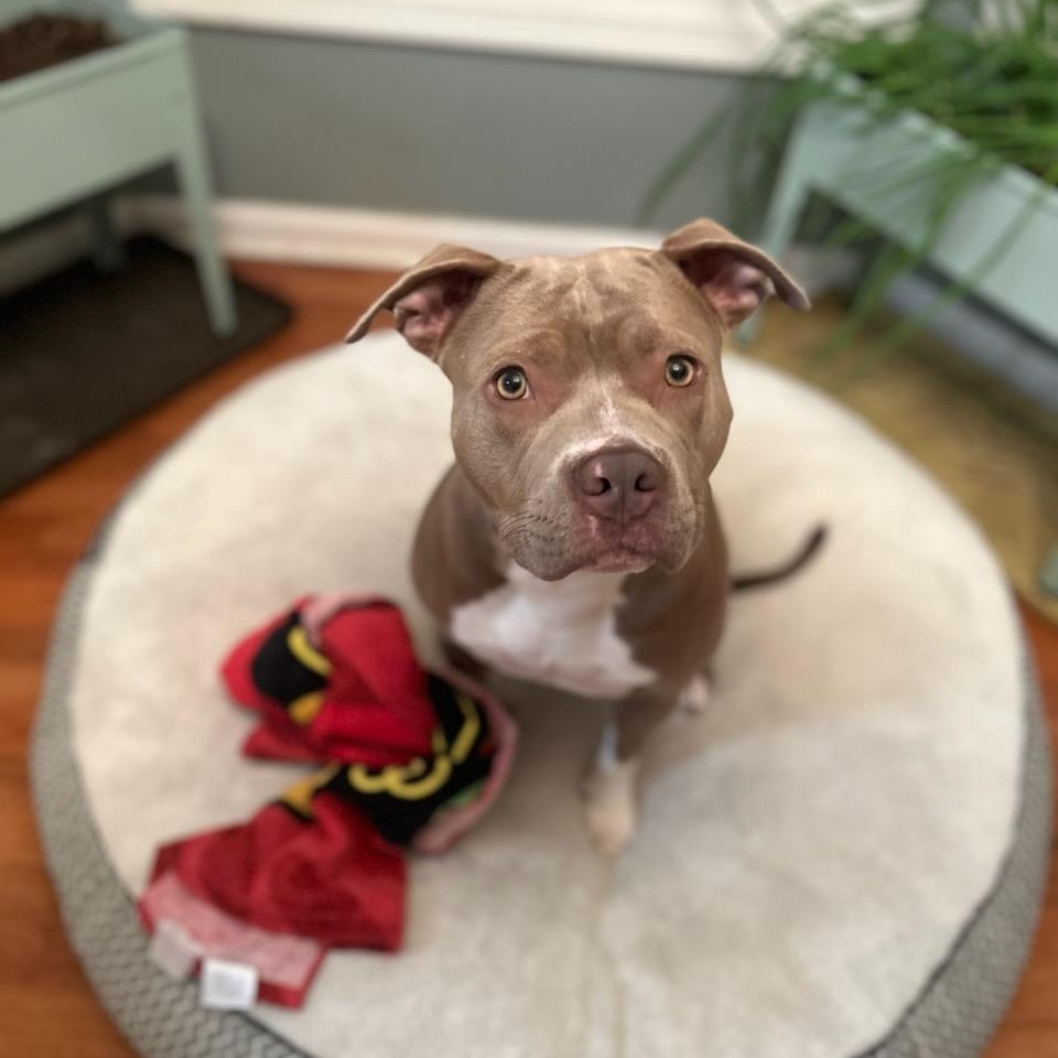 Harriet Potter, a Adoptable Pit Bull Terrier in Westchester, IL image 1/6