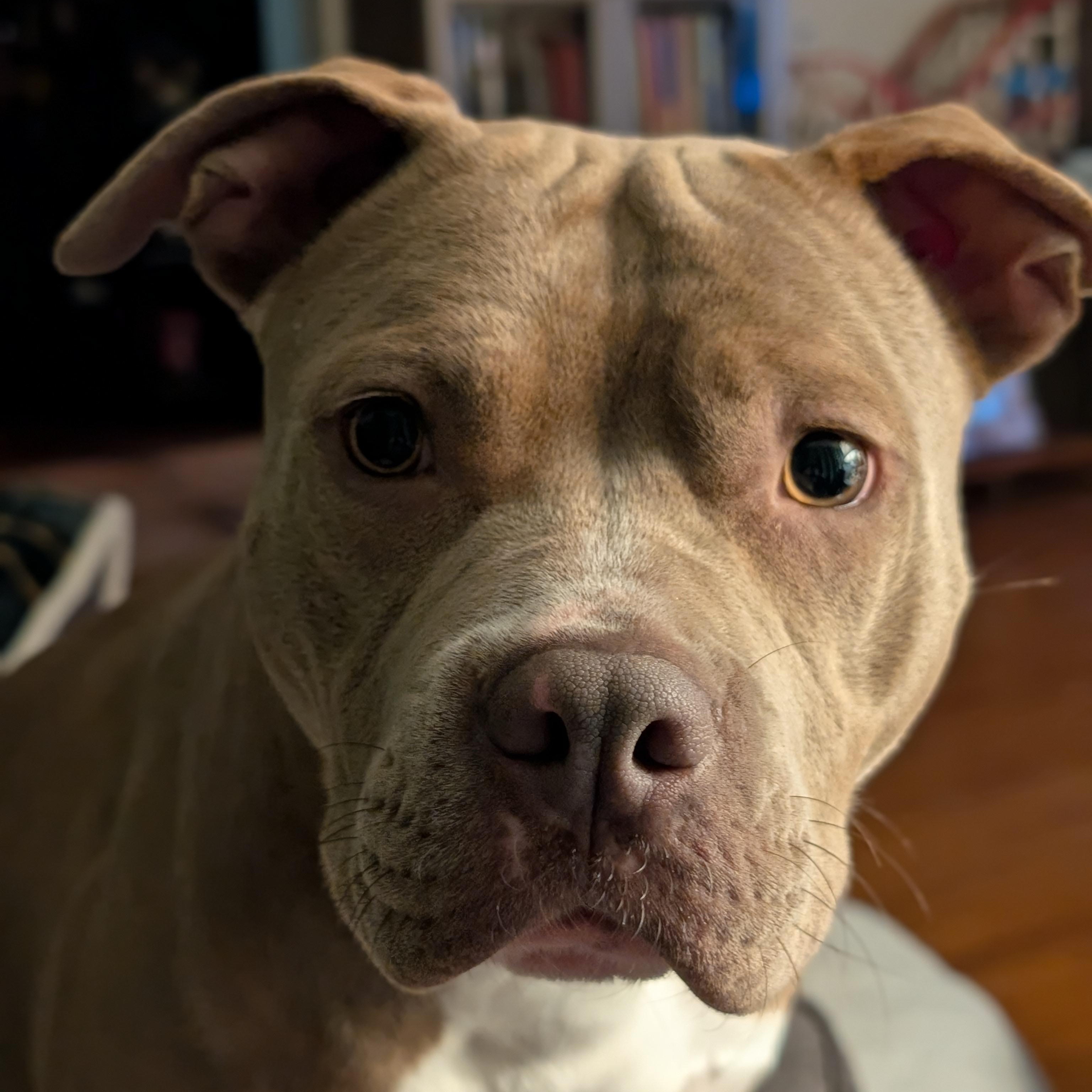 Harriet Potter, a Adoptable Pit Bull Terrier in Westchester, IL image 2/6
