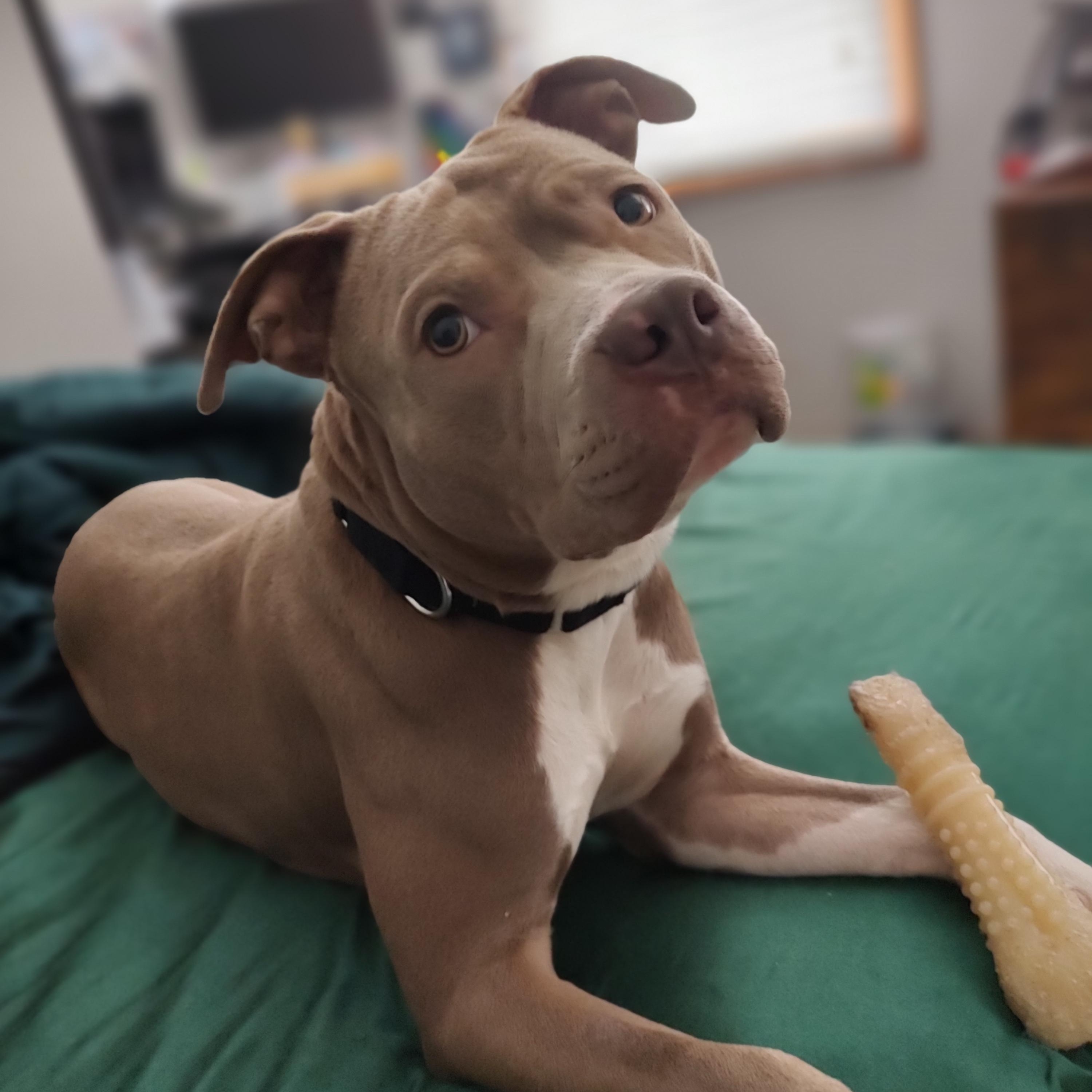 Harriet Potter, a Adoptable Pit Bull Terrier in Westchester, IL image 3/6