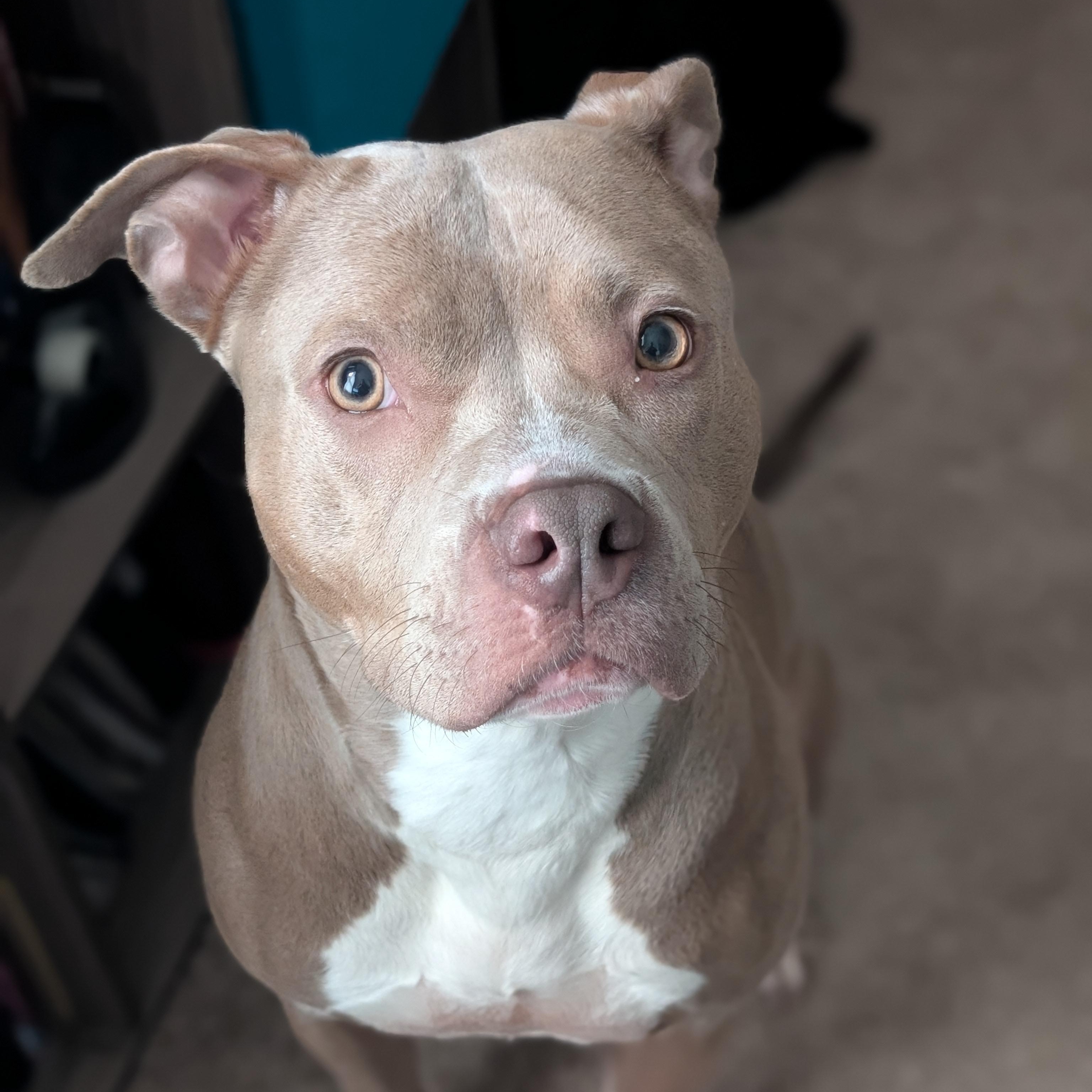 Enlarge Harriet Potter, a Adoptable Pit Bull Terrier in Westchester, IL image 6/6