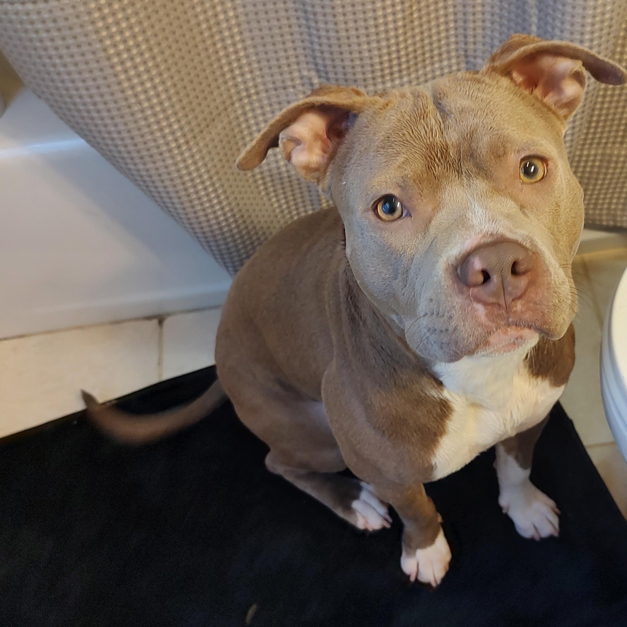 Harriet Potter, a Adoptable Pit Bull Terrier in Westchester, IL image 4/6