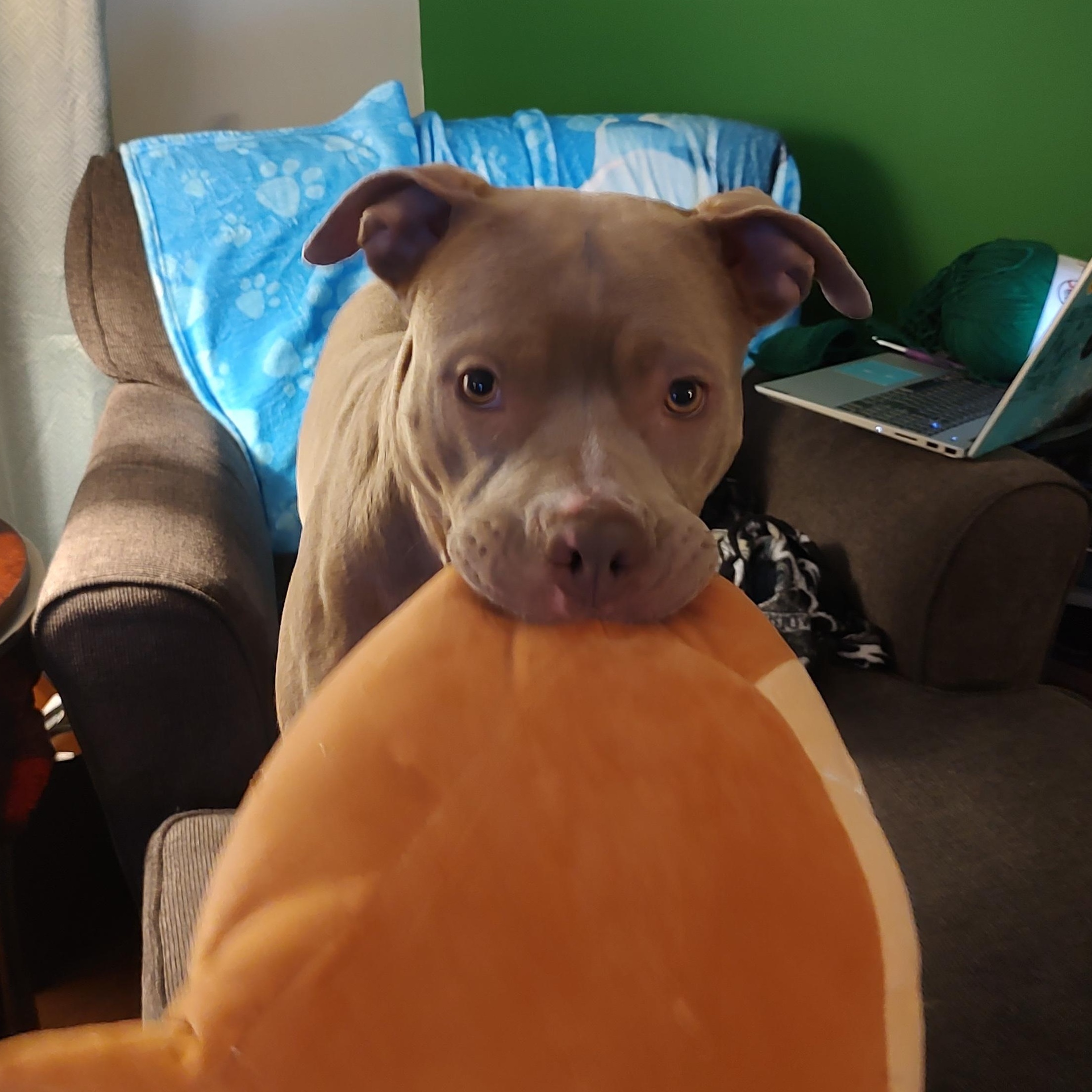 Harriet Potter, a Adoptable Pit Bull Terrier in Westchester, IL image 5/6