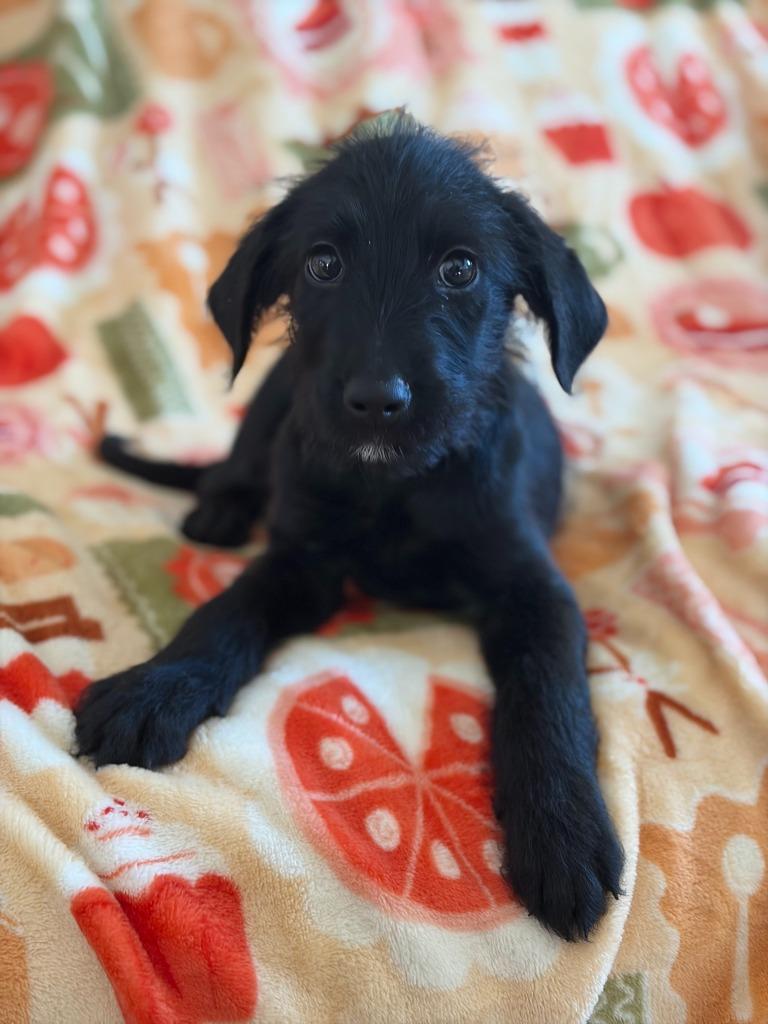 Jet, Adopted, Puppy Male Terrier.