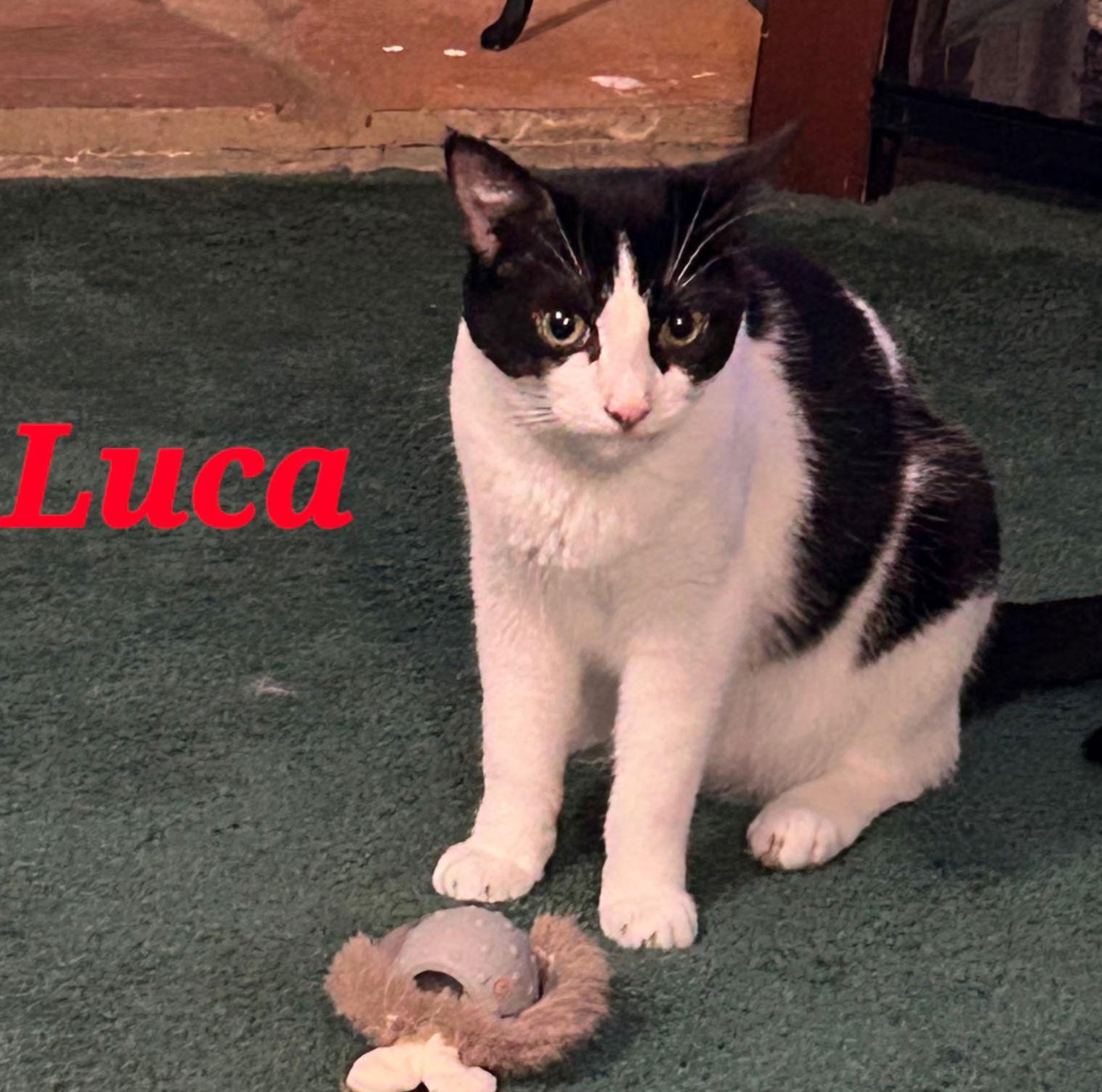 Luca, a Adoptable Domestic Short Hair in Boynton Beach, FL image 2/2